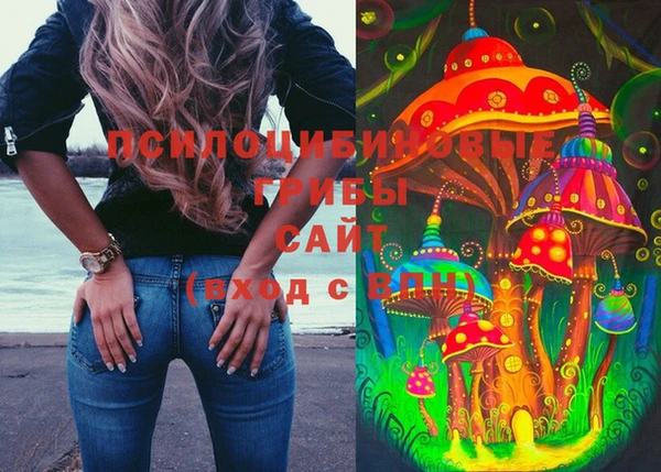 крисы Корсаков