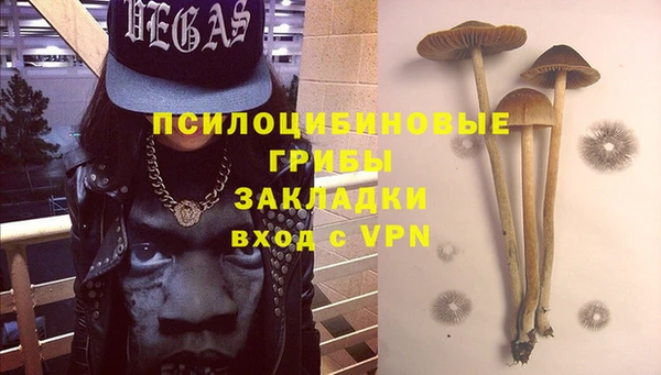 крисы Корсаков