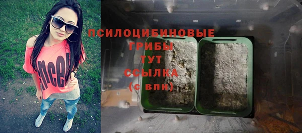 крисы Корсаков